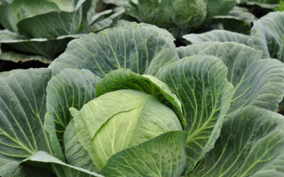 Green Chile and Cabbage Soup