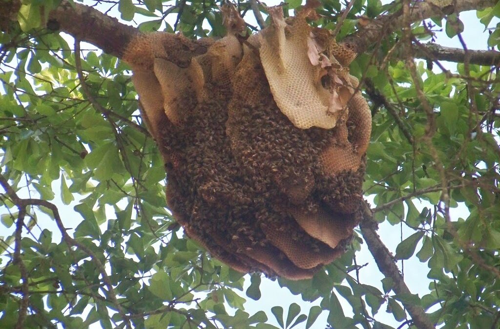 Our Honey Bees
