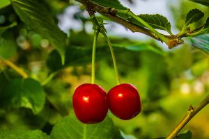 cherries-954400_1920